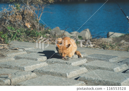 毛孩 貓 貓咪 116553528