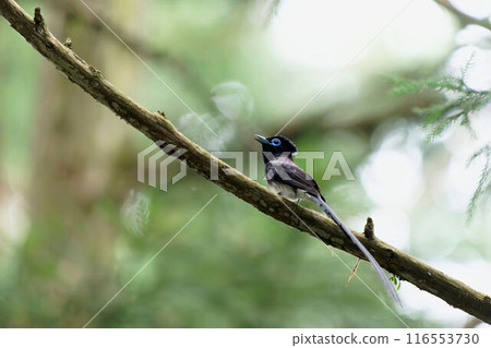 Paradise flycatcher perching on a tree Paradise flycatcher perching on a tree 116553730