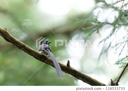 Paradise flycatcher perching on a tree 116553733