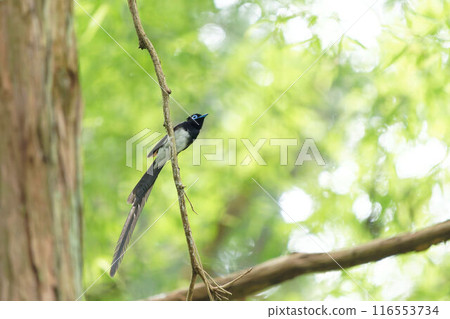 Paradise flycatcher perching on a tree 116553734
