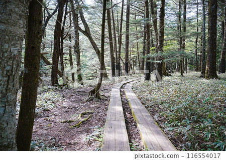日光湯本森林中的散步道 日光湯本森林中的散步道 116554017