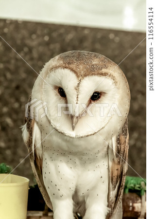 The barn owl is one of the birds with the widest habitat. 116554114