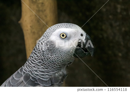 Macro image of a African Grey Parrot's face [Psittacidae] 116554118