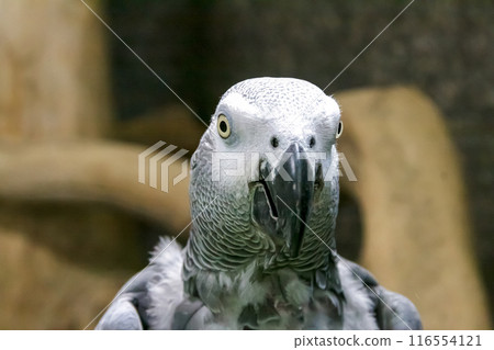 鸚鵡前臉的宏觀圖像 [Parrotidae] 116554121