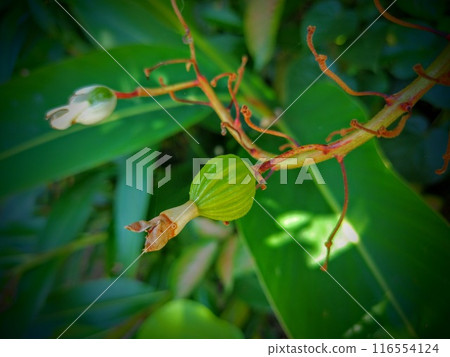 Moon peach fruit Moon peach fruit 116554124