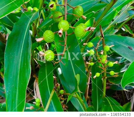 月亮桃果實 116554133