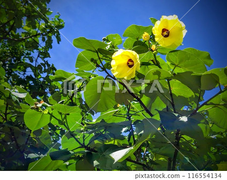 Yuuna (Ohamabou) 與夏日天空的黃色花朵 116554134