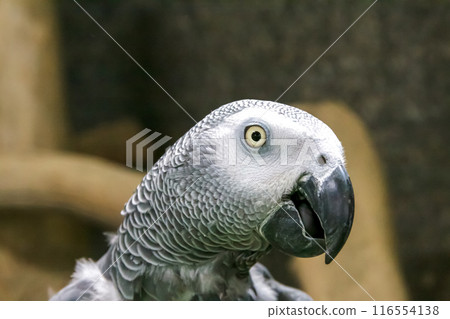 Macro image of a African Grey Parrot's face [Psittacidae] 116554138