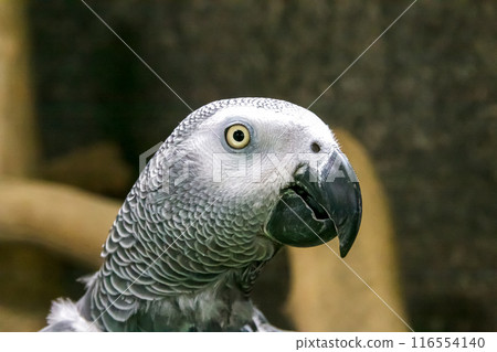 Macro image of a African Grey Parrot's face [Psittacidae] 116554140