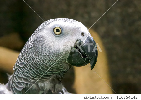 Macro image of a African Grey Parrot's face [Psittacidae] 116554142