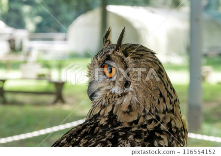 A Bengal Eagle Owl glaring at something with its fierce eyes [Owl] 116554152