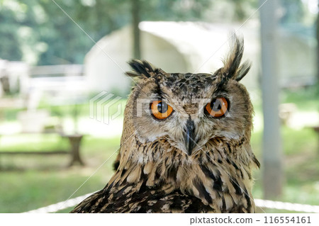 孟加拉雕鴞 [貓頭鷹] 用無所畏懼的眼睛盯著某物 116554161