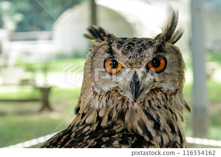 孟加拉雕鴞 [貓頭鷹] 用無所畏懼的眼睛盯著某物 116554162