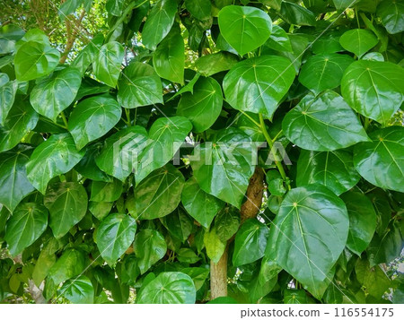 荷葉的閃亮葉子 116554175