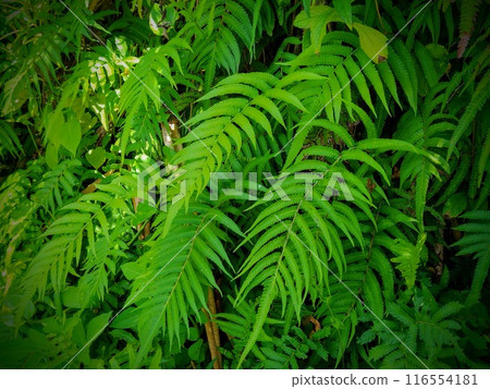 The rhythm of ferns The rhythm of ferns 116554181