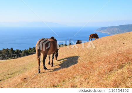 Misaki Ma of Tokyo cape Misaki Ma of Tokyo cape 116554302