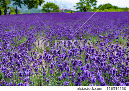 北海道札幌市Horomi Rin薰衣草 116554368