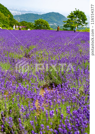 北海道札幌市Horomi Rin薰衣草 北海道札幌市Horomi Rin薰衣草 116554377