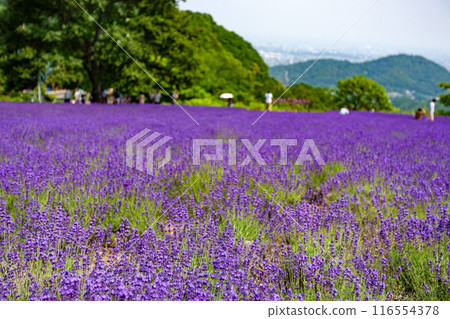 北海道札幌市Horomi Rin薰衣草 北海道札幌市Horomi Rin薰衣草 116554378