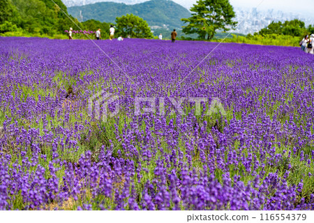 北海道札幌市Horomi Rin薰衣草 116554379