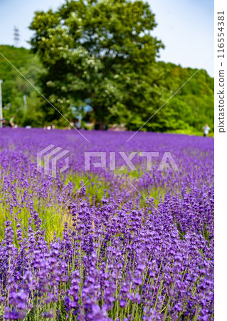 北海道札幌市Horomi Rin薰衣草 北海道札幌市Horomi Rin薰衣草 116554381