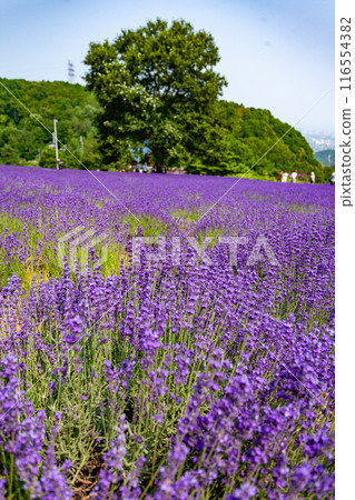 北海道札幌市Horomi Rin薰衣草 北海道札幌市Horomi Rin薰衣草 116554382