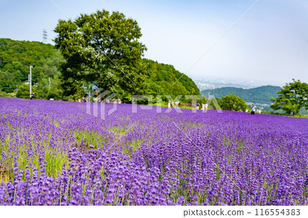 北海道札幌市Horomi Rin薰衣草 116554383