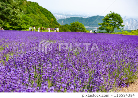 北海道札幌市Horomi Rin薰衣草 北海道札幌市Horomi Rin薰衣草 116554384