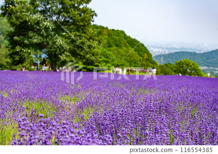 北海道札幌市Horomi Rin薰衣草 北海道札幌市Horomi Rin薰衣草 116554385