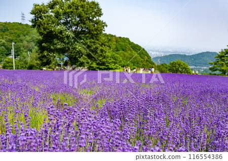 北海道札幌市Horomi Rin薰衣草 北海道札幌市Horomi Rin薰衣草 116554386