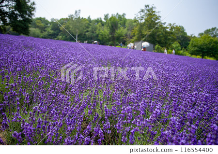 北海道札幌市Horomi Rin薰衣草 北海道札幌市Horomi Rin薰衣草 116554400