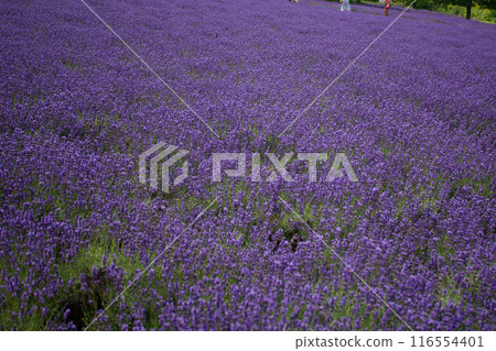北海道札幌市Horomi Rin薰衣草 116554401