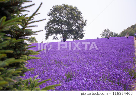北海道札幌市Horomi Rin薰衣草 北海道札幌市Horomi Rin薰衣草 116554403