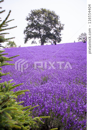 北海道札幌市Horomi Rin薰衣草 北海道札幌市Horomi Rin薰衣草 116554404