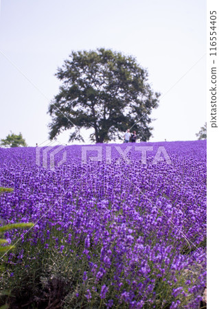 北海道札幌市Horomi Rin薰衣草 北海道札幌市Horomi Rin薰衣草 116554405