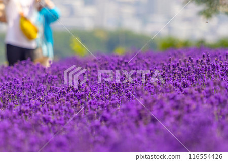 Hokkaido Sapporo City Horomi Rin Lavender Hokkaido Sapporo City Horomi Rin Lavender 116554426