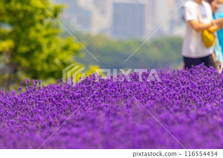 北海道札幌市Horomi Rin薰衣草 北海道札幌市Horomi Rin薰衣草 116554434