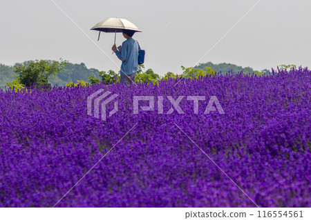 北海道札幌市Horomi Rin薰衣草 116554561