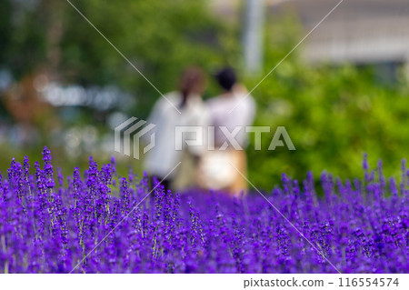 Hokkaido Sapporo City Horomi Rin Lavender 116554574
