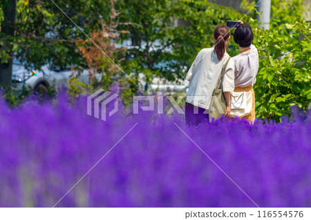 Hokkaido Sapporo City Horomi Rin Lavender Hokkaido Sapporo City Horomi Rin Lavender 116554576