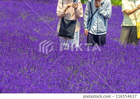 北海道札幌市Horomi Rin薰衣草 116554617