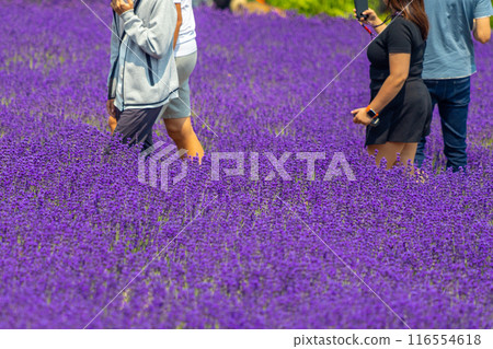 北海道札幌市Horomi Rin薰衣草 116554618