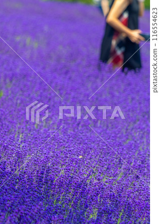 Hokkaido Sapporo City Horomi Rin Lavender Hokkaido Sapporo City Horomi Rin Lavender 116554623