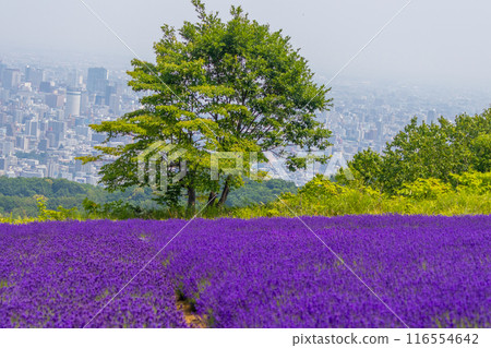 北海道札幌市Horomi Rin薰衣草 116554642