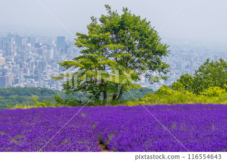北海道札幌市Horomi Rin薰衣草 116554643