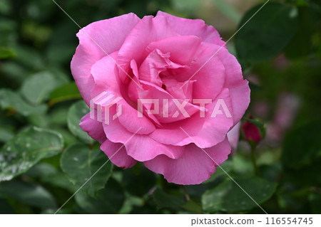 The McCartney Rose The McCartney Rose 116554745