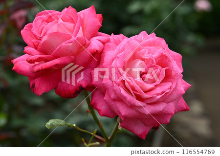 Torch/Rose Torch/Rose 116554769