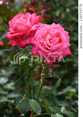 Torch/Rose Torch/Rose 116554770