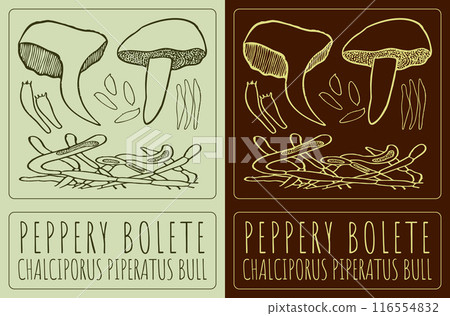 Vector drawing PEPPERY BOLETE. Hand drawn illustration. The Latin name is CHALCIPORUS PIPERATUS BULL 116554832