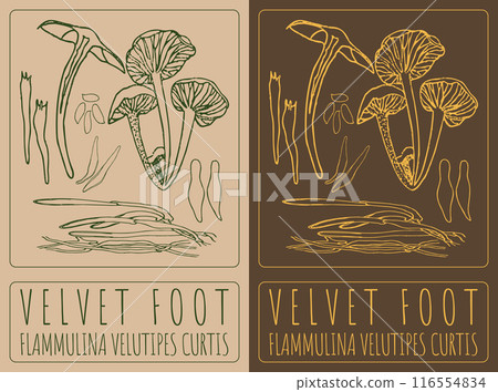 Vector drawing VELVET FOOT. Hand drawn illustration. The Latin name is FLAMMULINA VELUTIPES CURTIS 116554834